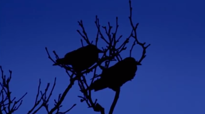 blue-crows