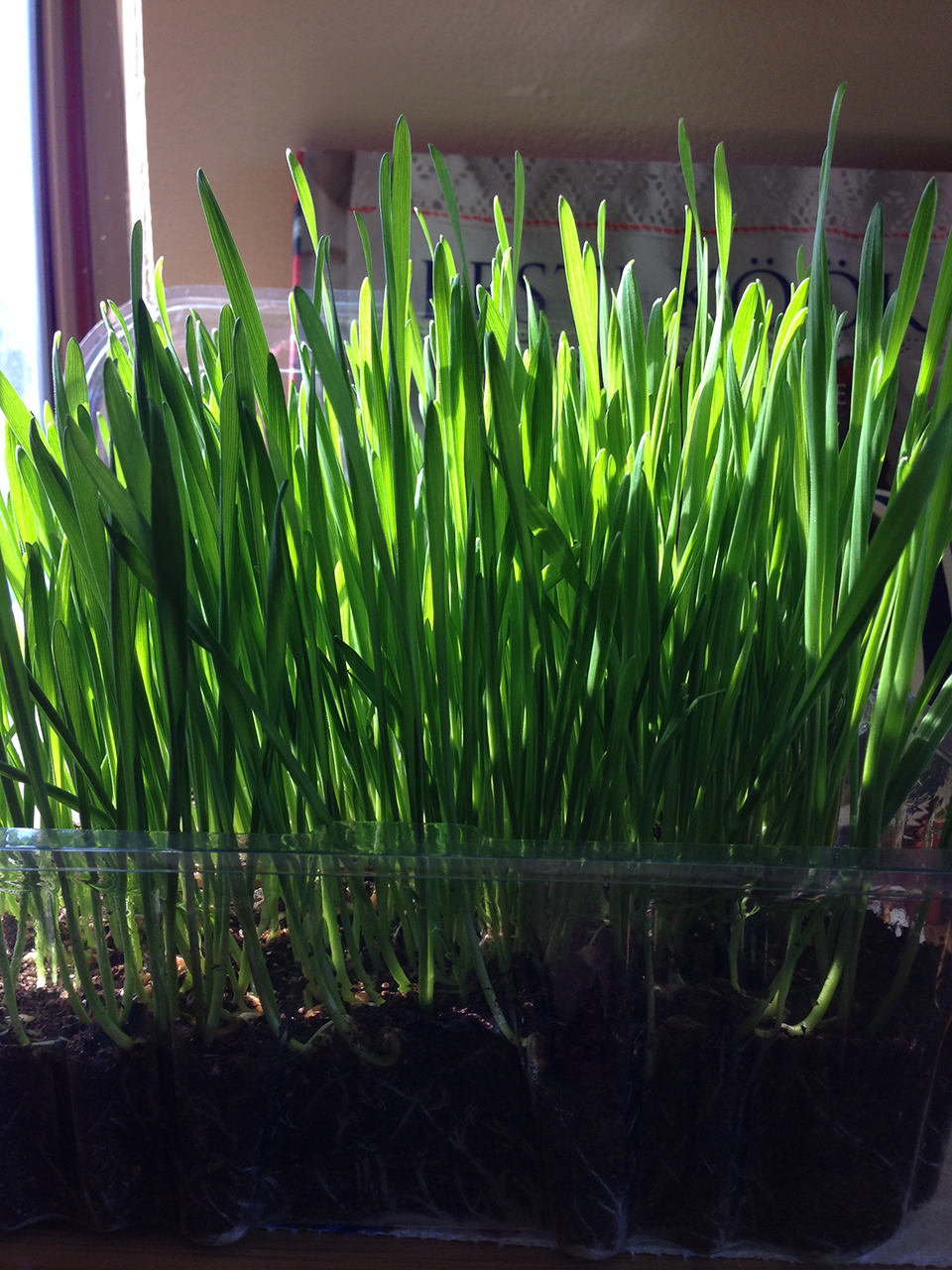 wheatgrass